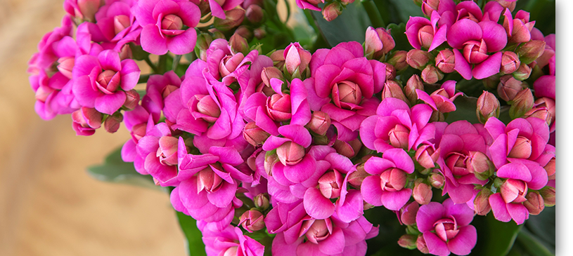 gracious-kalanchoe_01
