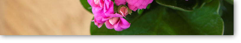 gracious-kalanchoe_02